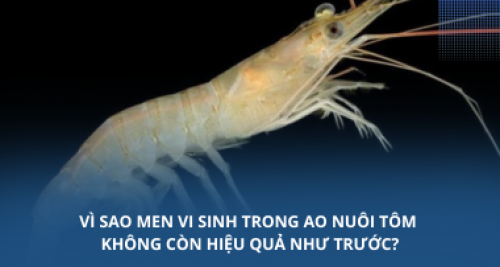 Vì sao men vi sinh trong ao nuôi tôm không còn hiệu quả như trước?